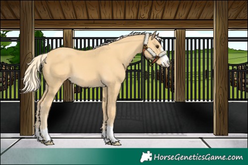 Horse Color:Palomino 