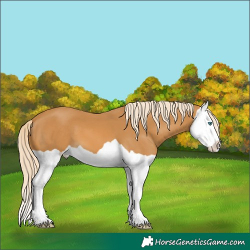 Horse Color:Palomino Splash 