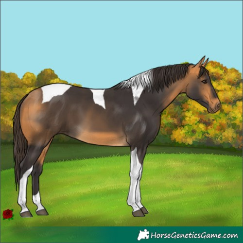 Horse Color:Buckskin Tobiano 
