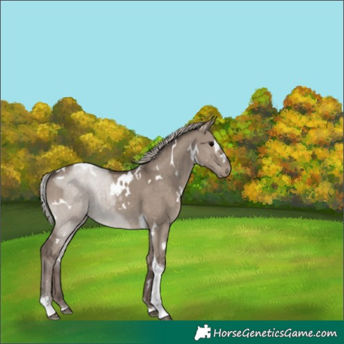 Horse Color:White Spotted Silver Grullo Tobiano
