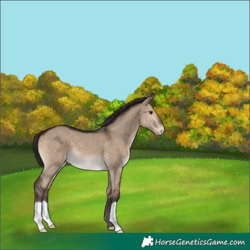 Horse Color:Brown Dun