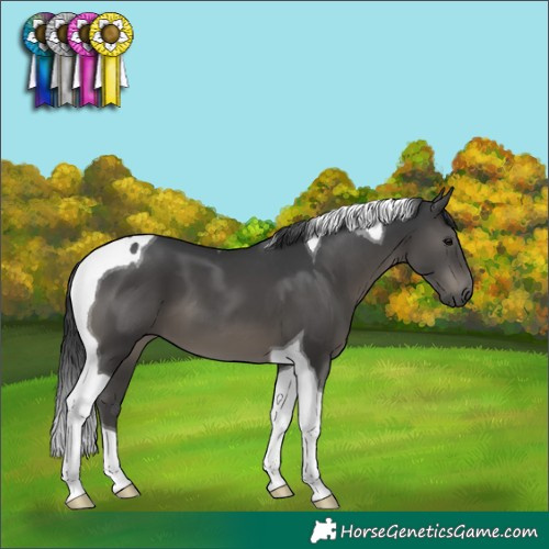 Horse Color:Black Tobiano