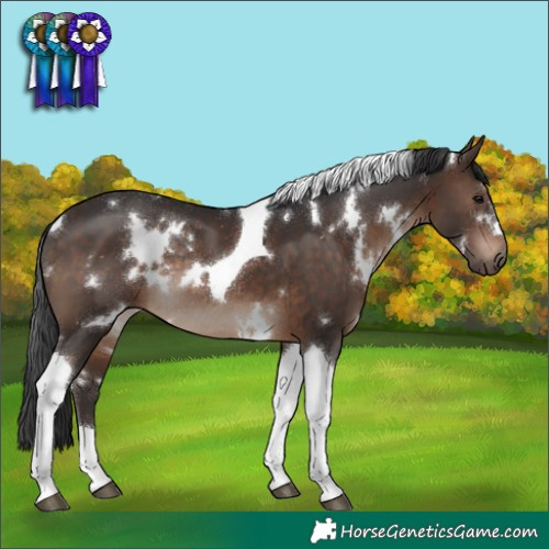 Horse Color:White Spotted Brown Tobiano Rabicano