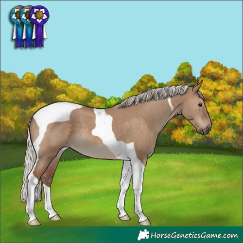 Horse Color:Silver Grullo Tobiano