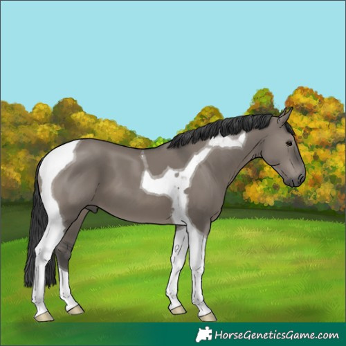 Horse Color:Grullo Tobiano