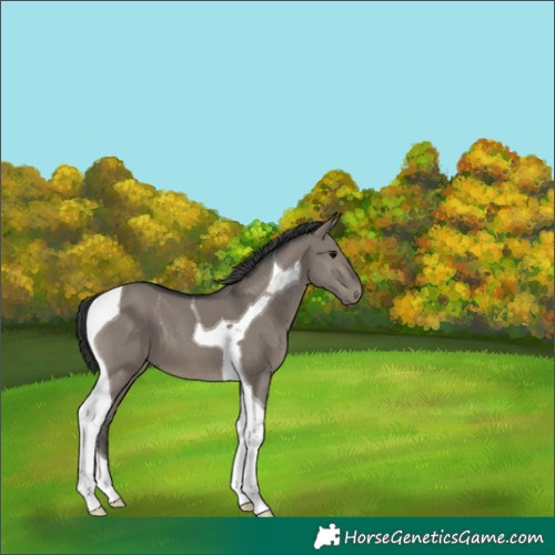 Horse Color:Grullo Tobiano 