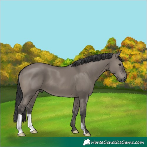 Horse Color:Grullo