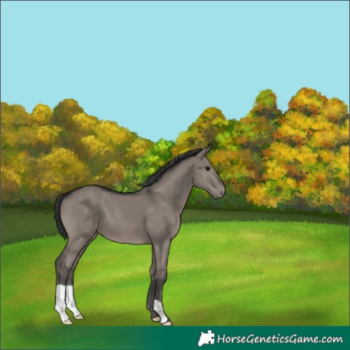 Horse Color:Grullo 