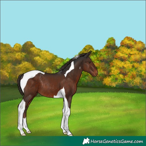 Horse Color:Liver Chestnut Tobiano Rabicano 