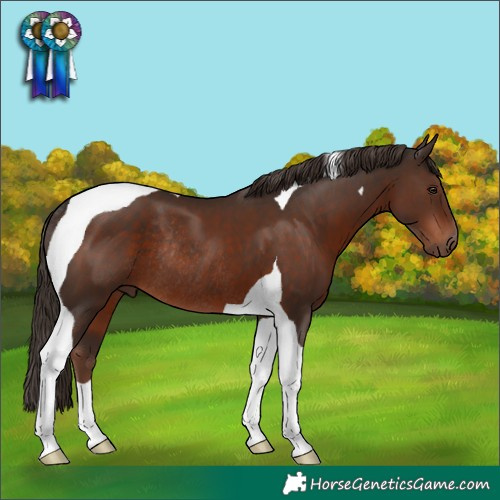 Horse Color:Liver Chestnut Tobiano Rabicano