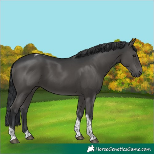 Horse Color:Black Tobiano 