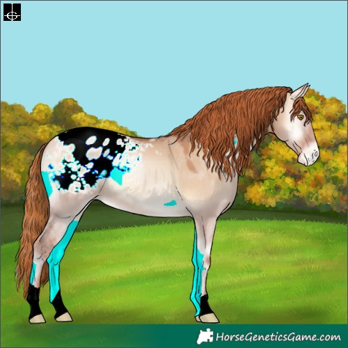Horse Color:Brown Pearl Onyx Appaloosa