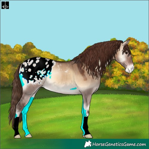 Horse Color:Brown Onyx Appaloosa