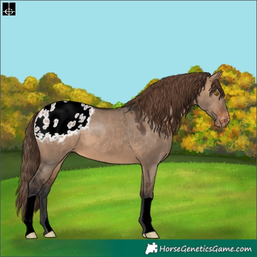 Horse Color:Brown Dun Appaloosa