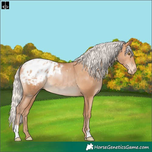 Horse Color:Silver Brown Pearl Appaloosa