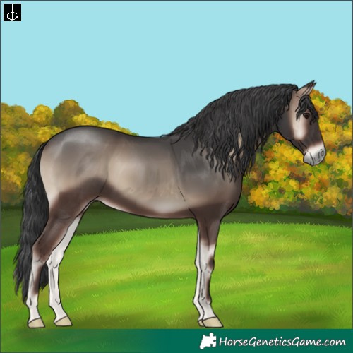 Horse Color:Blue Onyx