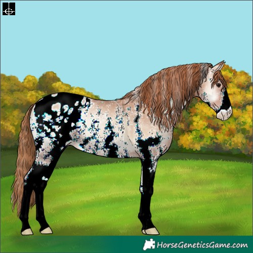 Horse Color:Blue Onyx Pearl Sabino Blanket
