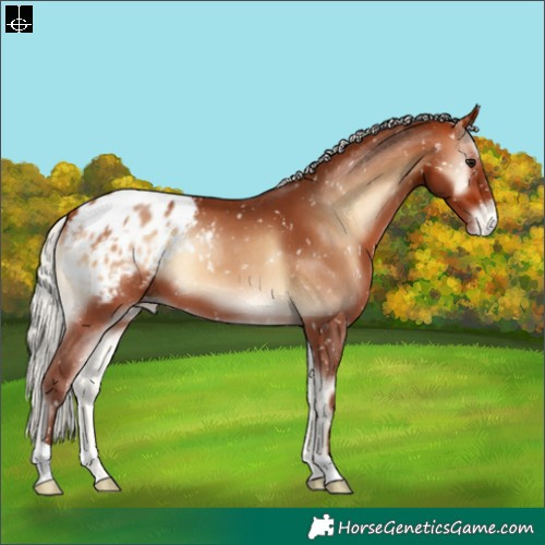 Horse Color:Silver Bay Onyx Blanket 