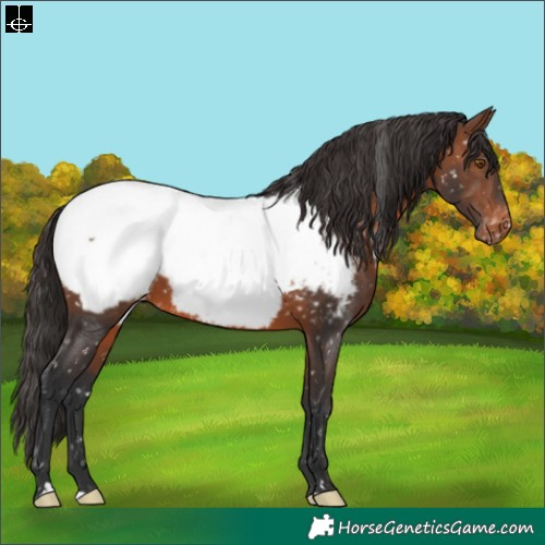 Horse Color:Brown Near Fewspot 