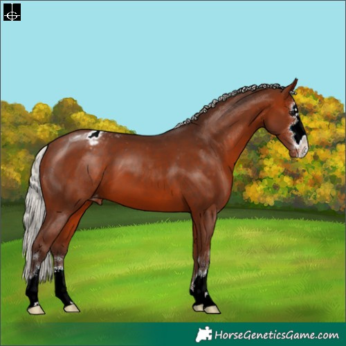 Horse Color:Silver Bay Appaloosa