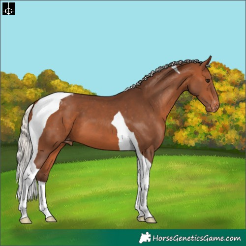 Horse Color:Silver Brown Tobiano Appaloosa 