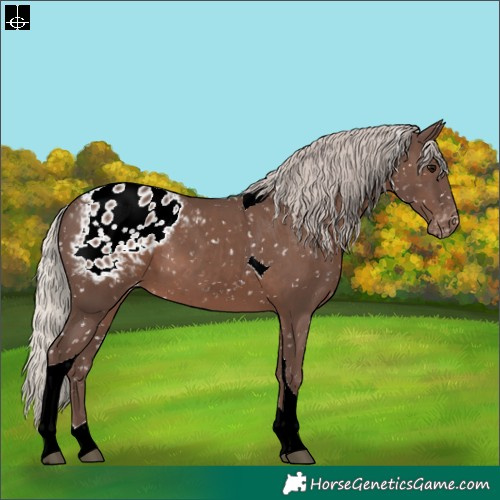 Horse Color:Silver Black Tobiano Blanket 