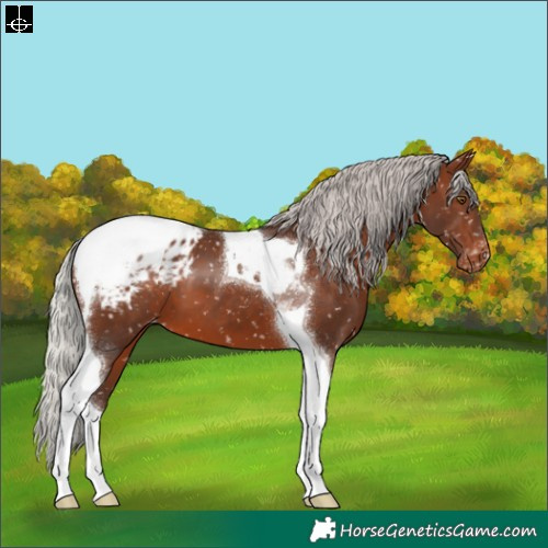 Horse Color:Silver Brown Tobiano Blanket