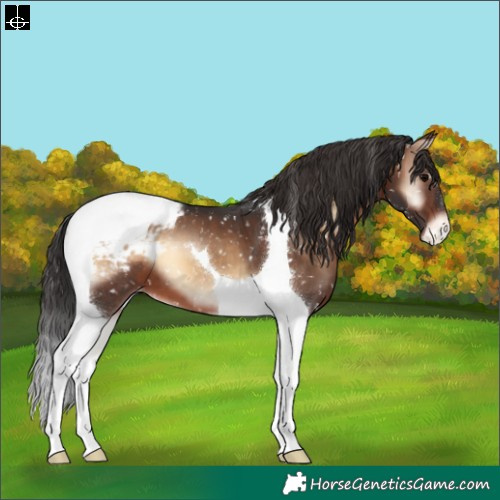 Horse Color:Brown Onyx Tobiano Blanket