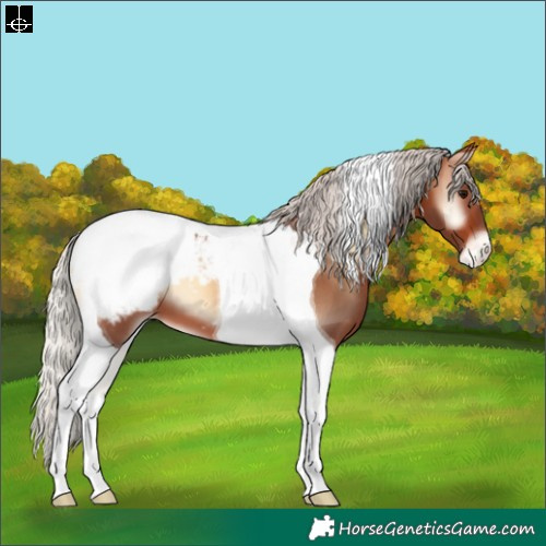 Horse Color:Silver Brown Onyx Tobiano Snowcap