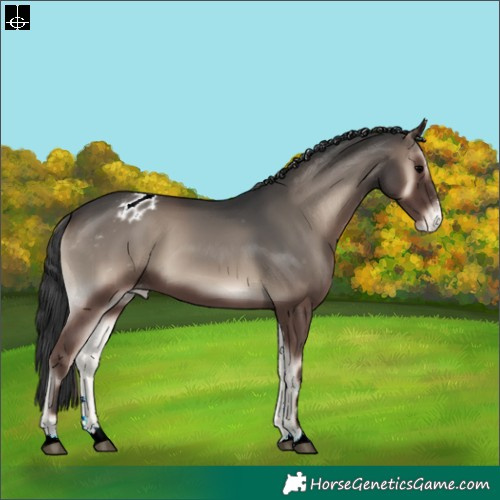 Horse Color:Blue Onyx Appaloosa 