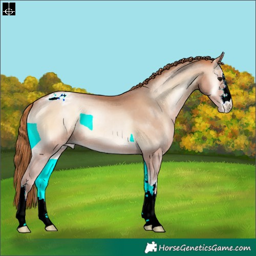 Horse Color:Bay Pearl Onyx Appaloosa 