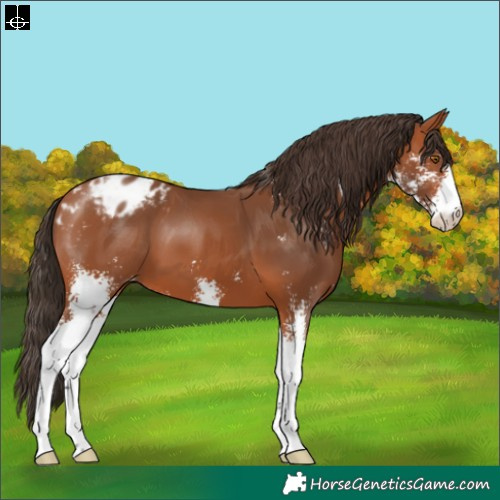 Horse Color:Bay Sabino Blanket