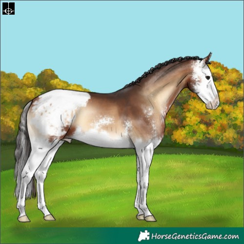 Horse Color:Bay Onyx Sabino Splash Appaloosa 
