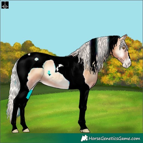 Horse Color:Silver Bay Pearl Onyx Tobiano