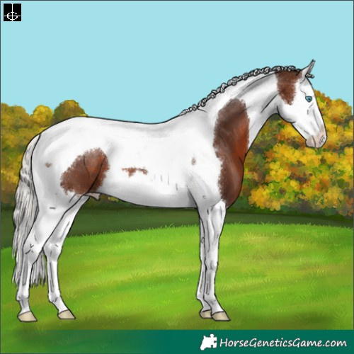 Horse Color:Silver Brown Splash Tobiano 