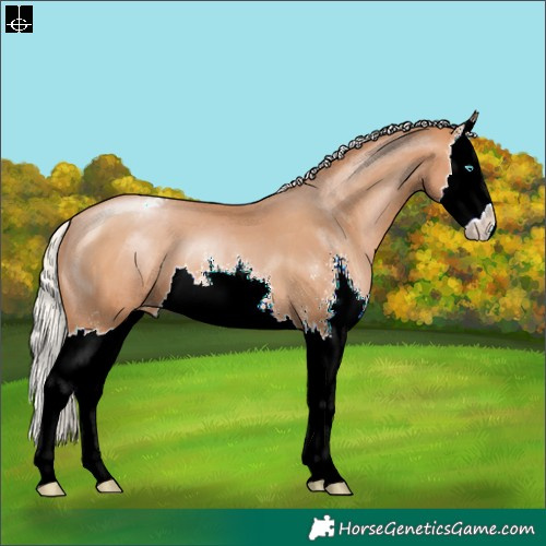 Horse Color:Silver Brown Pearl Sabino Splash Appaloosa 