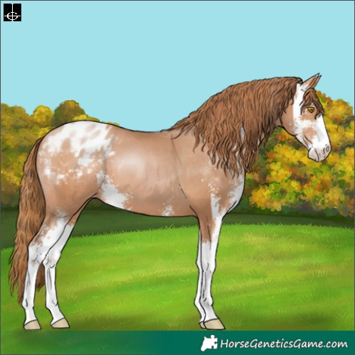Horse Color:Bay Pearl Sabino Blanket 