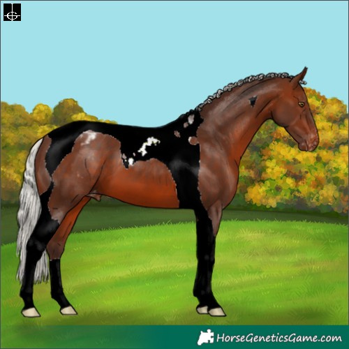 Horse Color:Silver Brown Tobiano Appaloosa