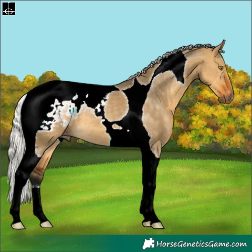 Horse Color:Gray Silver Buckskin Dun Tobiano Appaloosa 
