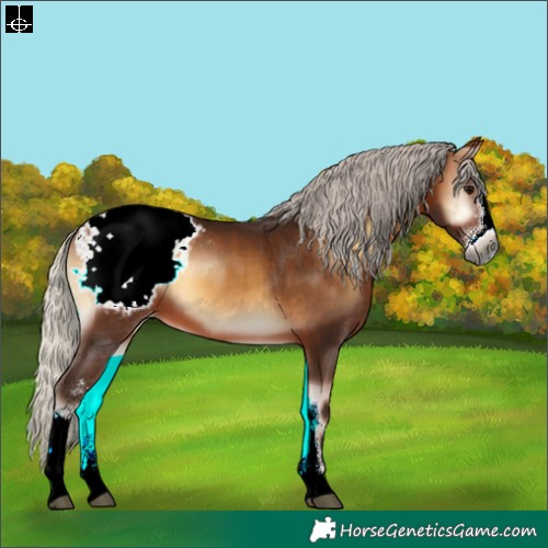 Horse Color:Gray Silver Bay Onyx Sabino Appaloosa 