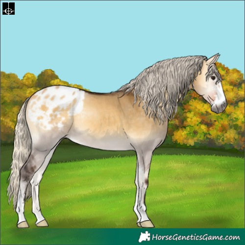 Horse Color:Gray Silver Buckskin Onyx Sabino Blanket Rabicano