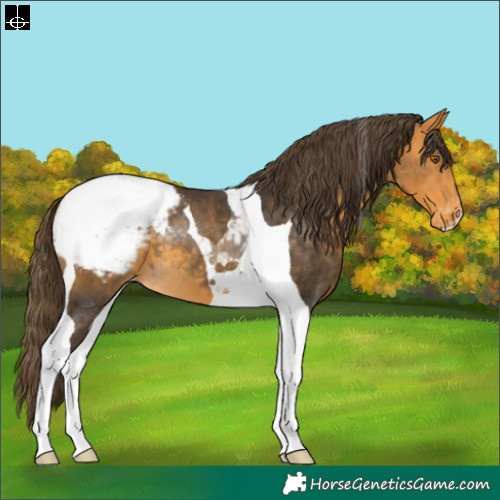 Horse Color:Buckskin Tobiano Snowcap 