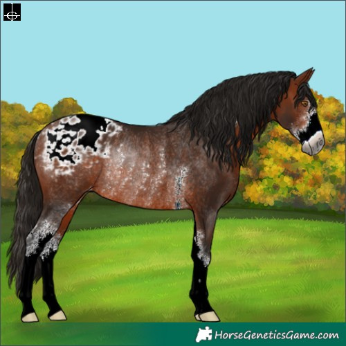 Horse Color:Gray Bay Sabino Blanket Rabicano 