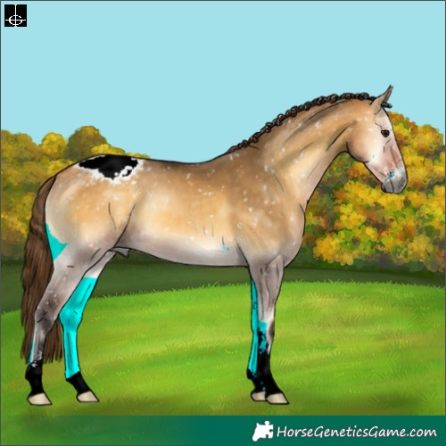 Horse Color:Gray Buckskin Onyx Sabino Appaloosa 