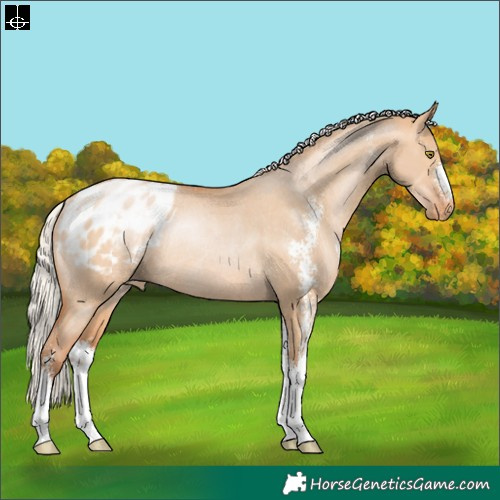 Horse Color:Silver Bay Pearl Dun Sabino Appaloosa Rabicano