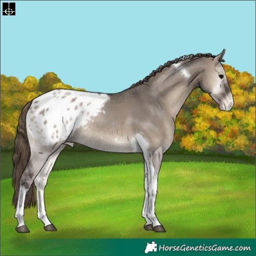 Horse Color:Smoky Grullo Onyx Tobiano Appaloosa Rabicano 