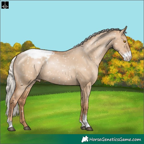 Horse Color:Silver Grullo Pearl Sabino Appaloosa Rabicano 