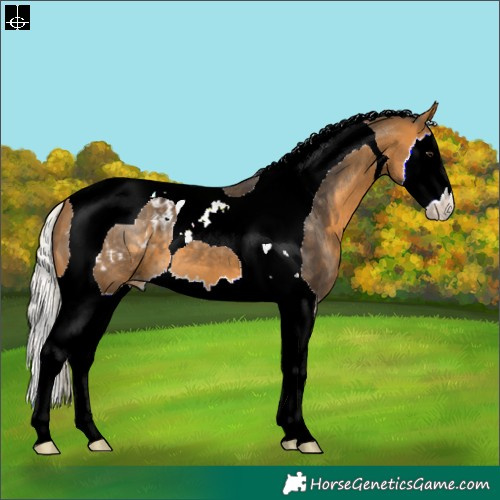 Horse Color:Silver Buckskin Splash Tobiano Appaloosa