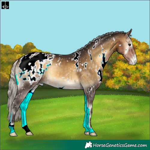 Horse Color:White Spotted Silver Buckskin Onyx Appaloosa 