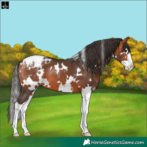 Horse Color:White Spotted Bay Splash Appaloosa